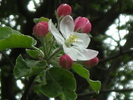 9 mai 2010 026