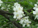 9 mai 2010 027