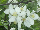 9 mai 2010 028