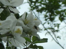 9 mai 2010 029