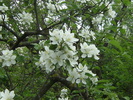 9 mai 2010 030