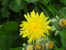 9 mai 2010 031