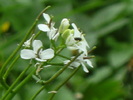 9 mai 2010 032