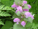 9 mai 2010 036