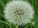 9 mai 2010 040