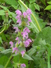 9 mai 2010 043