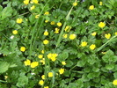 9 mai 2010 048