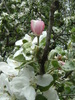 9 mai 2010 052