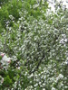 9 mai 2010 053