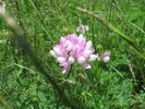 3_floare_126