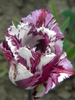 14428035_GKWCBAMSG[1]