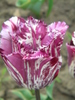 14428038_VIMVKJJOL[1]