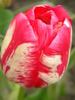14428250_CHSLOSRVM[1]