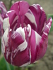 14428253_BYYHPCRFB[1]