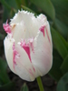 14428343_XEODJQQCH[1]