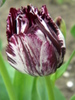 14428416_SQZCOKLGU[1]