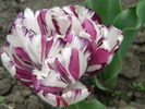 14428442_RNWROEOTJ[1]