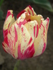 14428459_ADRCDNJGO[1]