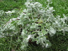 Helichrysum Petiolare 9 mai 2010