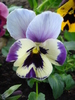 Pansy (2010, April 24)