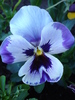 Pansy, 28apr2010