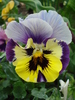 Pansy (2010, May 07)