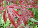 Acer palmatum Bloodgood (2010, May 09)