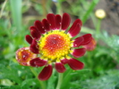 Daisy Madeira Red (2010, May 09)