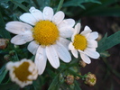 Daisy Madeira White (2010, May 07)