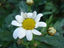 Daisy Madeira White (2010, May 08)