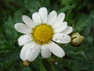 Daisy Madeira White (2010, May 09)