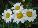 Daisy Madeira White (2010, May 09)