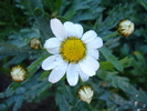 Daisy Madeira White (2010, May 10)