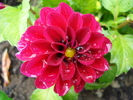Dahlia Mignon (2010, May 09)