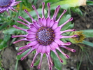 Daisy Nasinga Purple (2010, April 29)