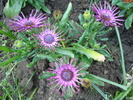 Daisy Nasinga Purple (2010, April 29)