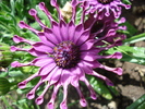 Daisy Nasinga Purple (2010, May 08)