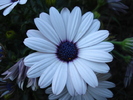 Daisy Soprano White (2010, May 01)