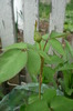 P1050097