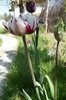 P1040934
