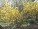 Forsythia