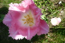 P1040967