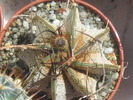 Astrophytum capricorne v major RS 104