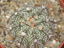 Astrophytum capricorne X asterias