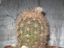 Echinocereus dasyacanthus