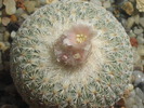 Epithelantha densispina