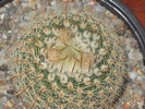 Notocactus gutierezii