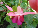 Fuchsia La Campanella (2010, May 05)