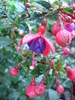 Fuchsia Mrs Popple (2010, May 10)