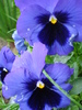 Swiss Giant Blue Pansy (2010, May 07)